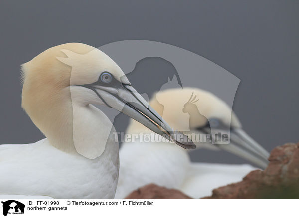 Batlpel / northern gannets / FF-01998
