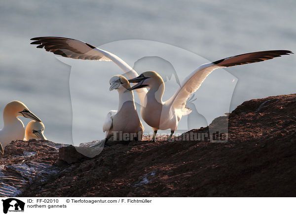 Batlpel / northern gannets / FF-02010