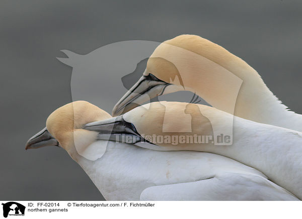 Batlpel / northern gannets / FF-02014