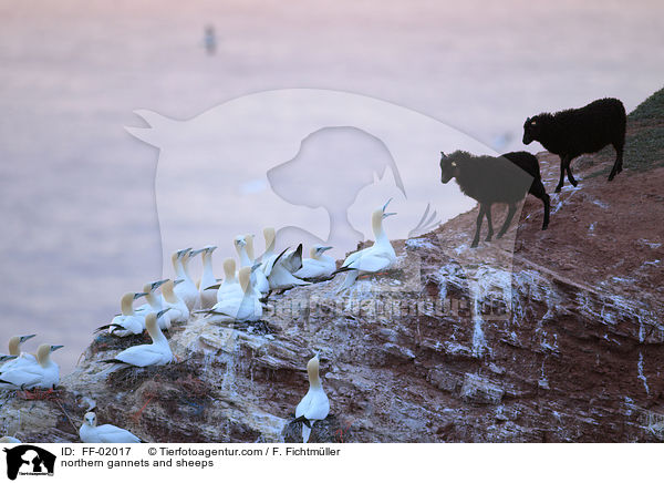 Batlpel und Schafe / northern gannets and sheeps / FF-02017