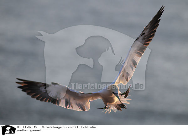 Batlpel / northern gannet / FF-02019