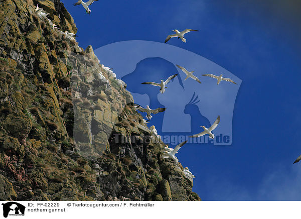 Batlpel / northern gannet / FF-02229