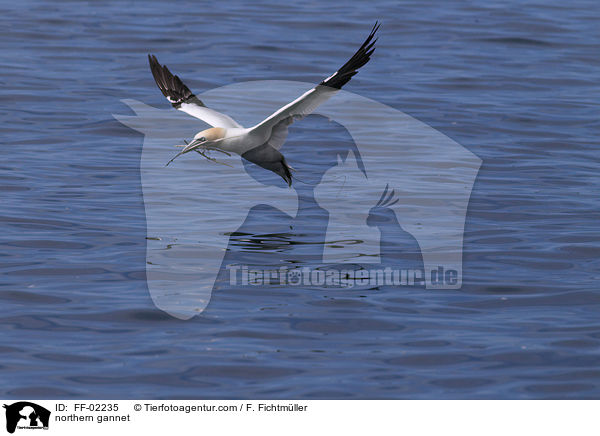 Batlpel / northern gannet / FF-02235