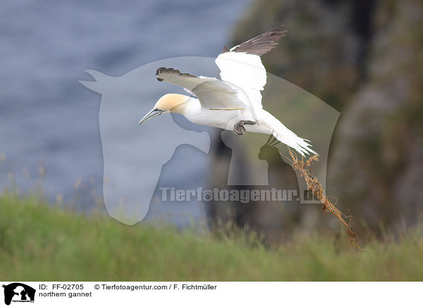 Batlpel / northern gannet / FF-02705