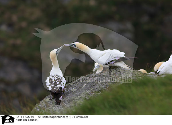 Batlpel / northern gannet / FF-02710