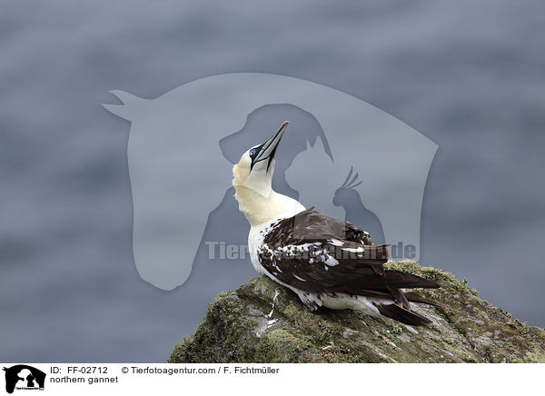 Batlpel / northern gannet / FF-02712