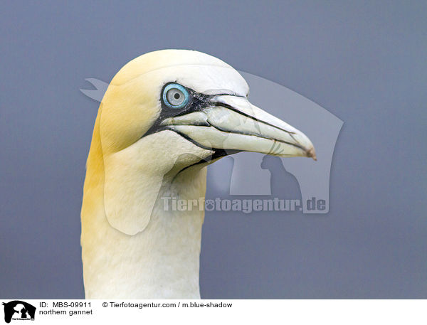 Batlpel / northern gannet / MBS-09911