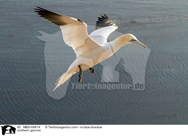 Batlpel / northern gannet / MBS-09914