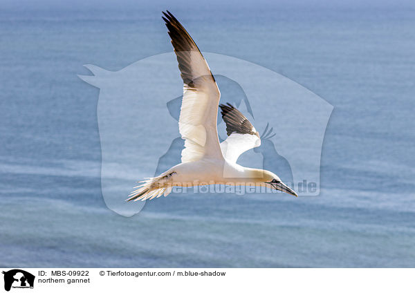 Batlpel / northern gannet / MBS-09922