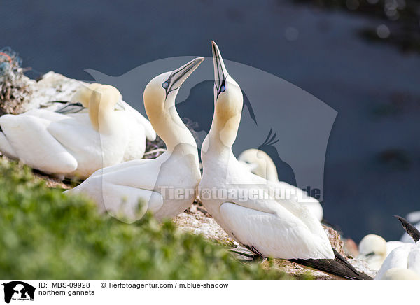 Batlpel / northern gannets / MBS-09928