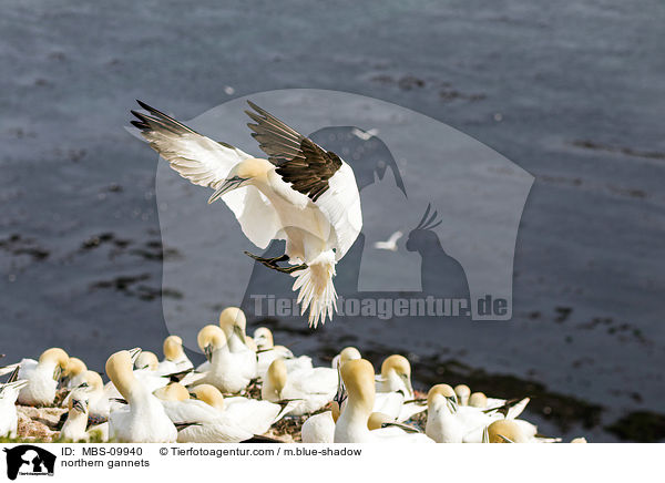 Batlpel / northern gannets / MBS-09940