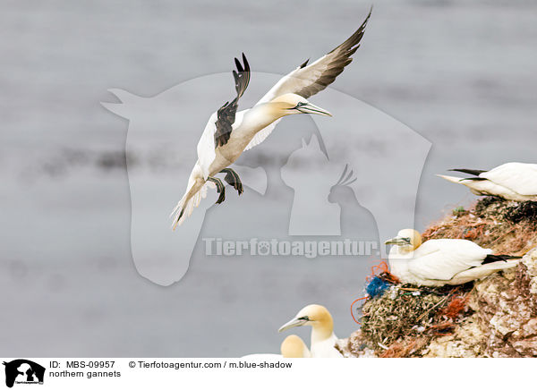 Batlpel / northern gannets / MBS-09957