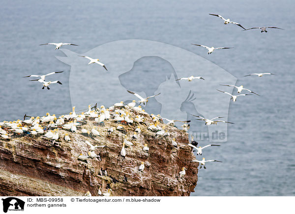 Batlpel / northern gannets / MBS-09958