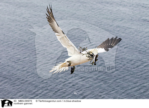 Batlpel / northern gannet / MBS-09970