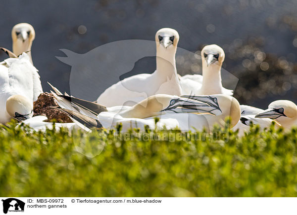 Batlpel / northern gannets / MBS-09972