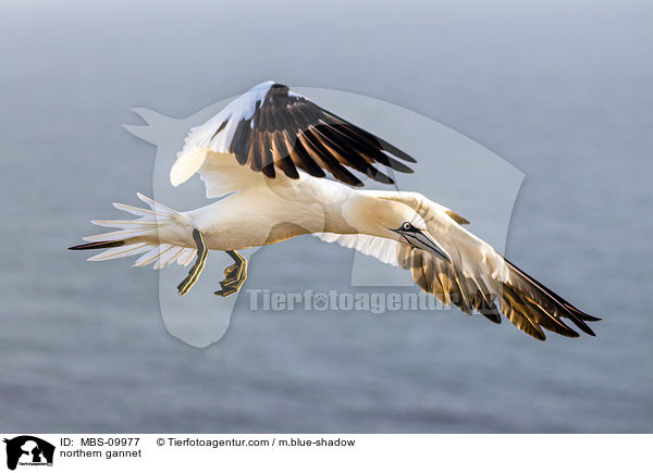 Batlpel / northern gannet / MBS-09977