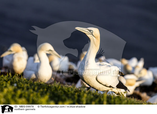 Batlpel / northern gannets / MBS-09978