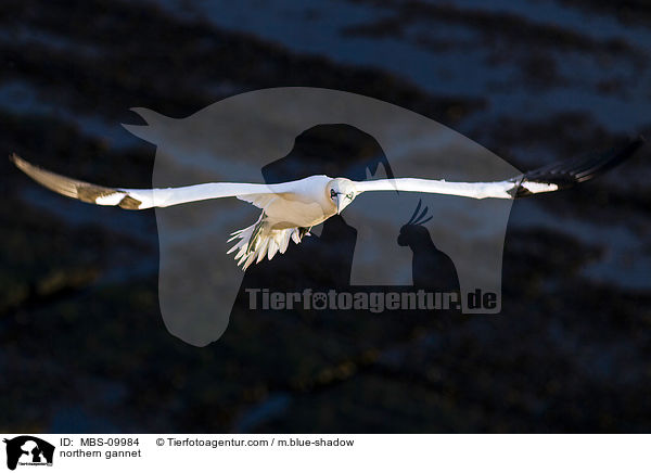 Batlpel / northern gannet / MBS-09984