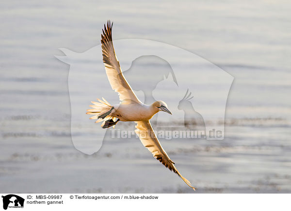 Batlpel / northern gannet / MBS-09987