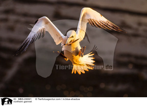 Batlpel / northern gannet / MBS-09991