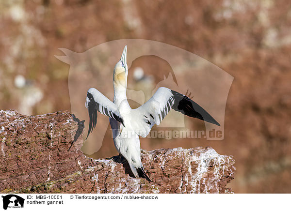 Batlpel / northern gannet / MBS-10001