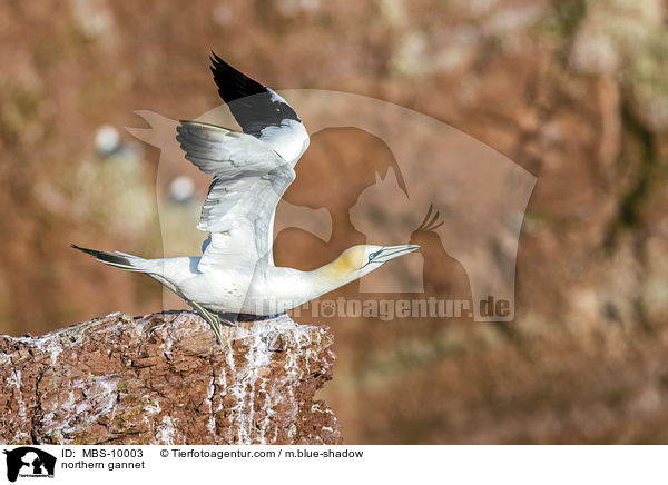 Batlpel / northern gannet / MBS-10003