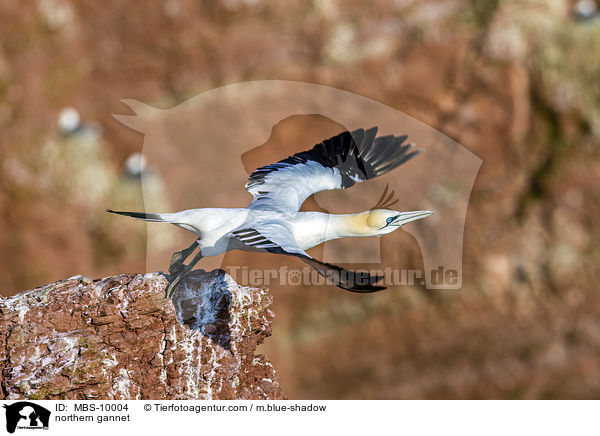 Batlpel / northern gannet / MBS-10004