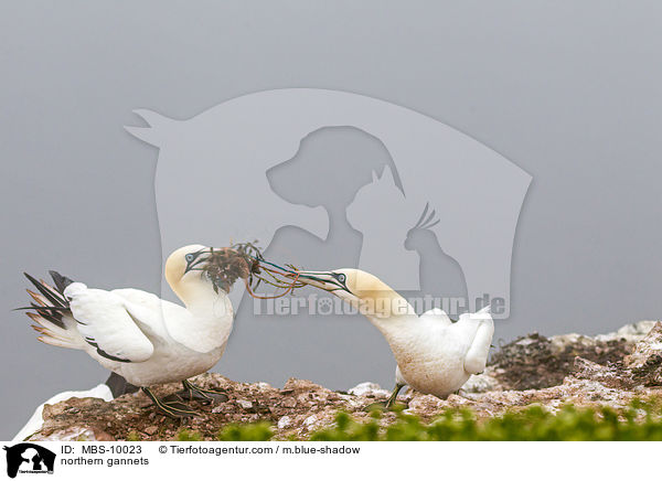 Batlpel / northern gannets / MBS-10023