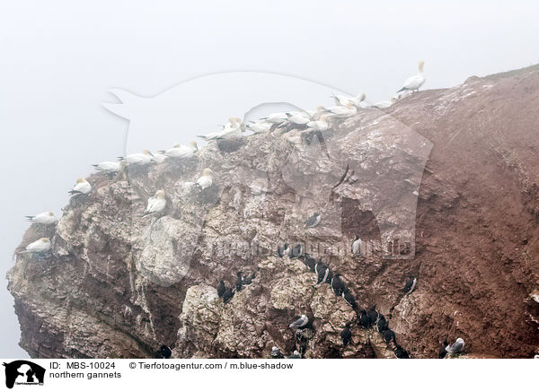 Batlpel / northern gannets / MBS-10024