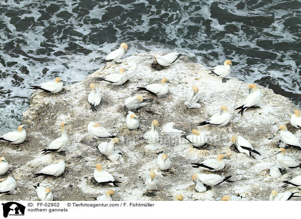 Batlpel / northern gannets / FF-02902