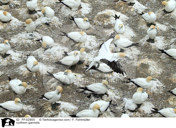 Batlpel / northern gannets / FF-02905