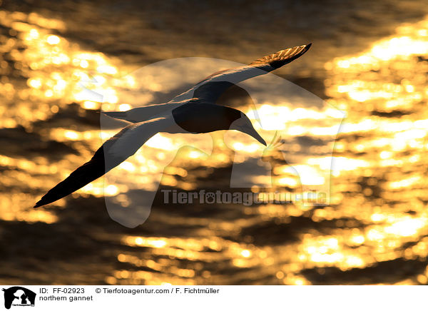 Batlpel / northern gannet / FF-02923