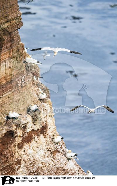 Batlpel / northern gannets / MBS-10935