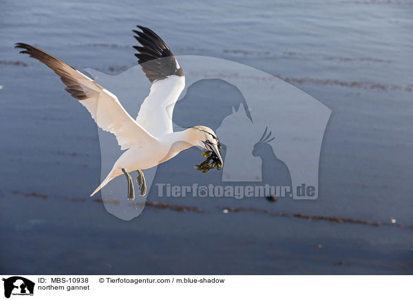 Batlpel / northern gannet / MBS-10938