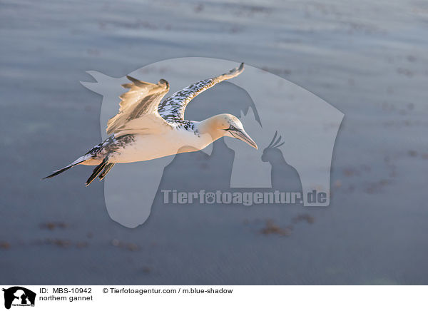 Batlpel / northern gannet / MBS-10942