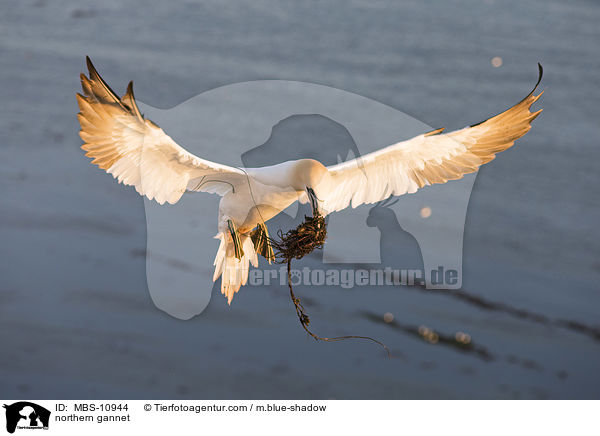 Batlpel / northern gannet / MBS-10944