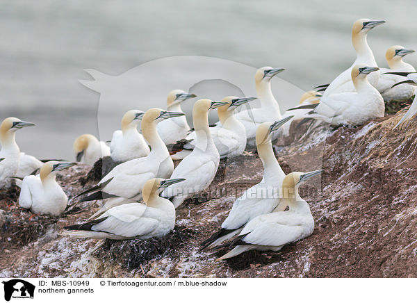 Batlpel / northern gannets / MBS-10949