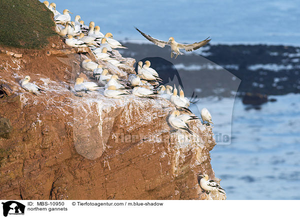 Batlpel / northern gannets / MBS-10950