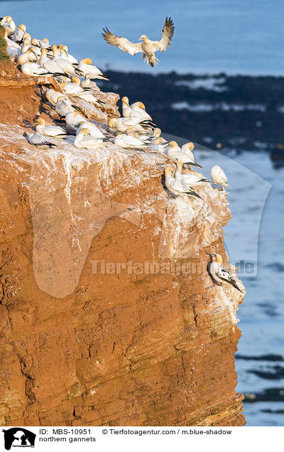 Batlpel / northern gannets / MBS-10951