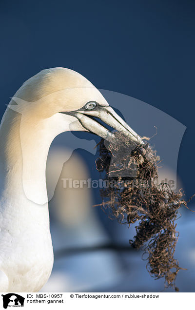 Batlpel / northern gannet / MBS-10957