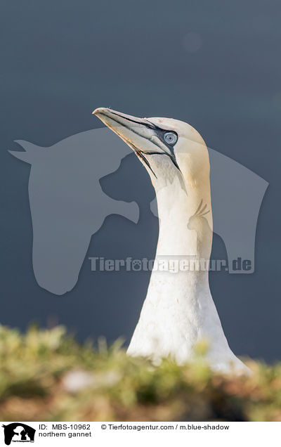 Batlpel / northern gannet / MBS-10962