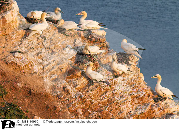 Batlpel / northern gannets / MBS-10965