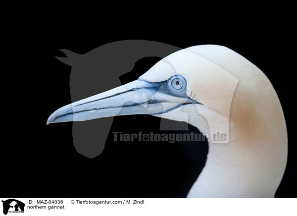 Batlpel / northern gannet / MAZ-04036