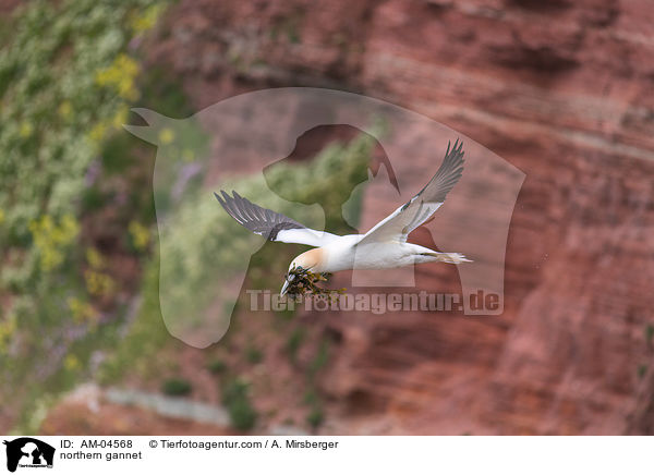 Basstlpel / northern gannet / AM-04568