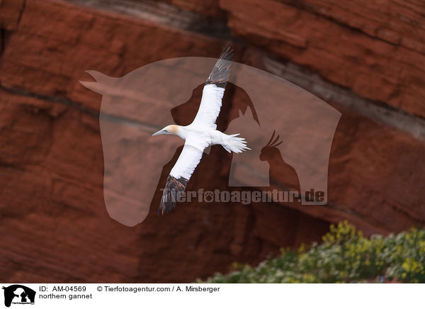 Basstlpel / northern gannet / AM-04569