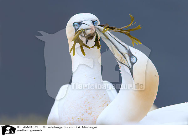 Basstlpel / northern gannets / AM-04572