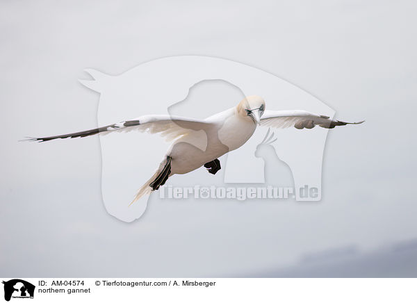 Basstlpel / northern gannet / AM-04574