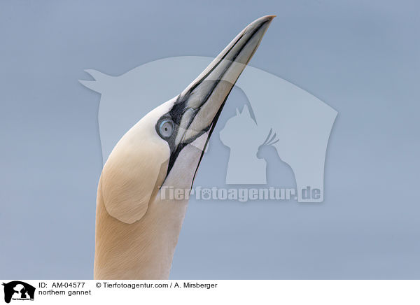 Basstlpel / northern gannet / AM-04577