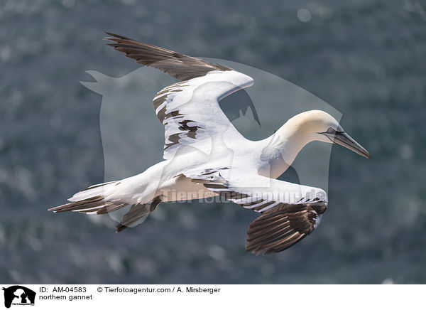 Basstlpel / northern gannet / AM-04583