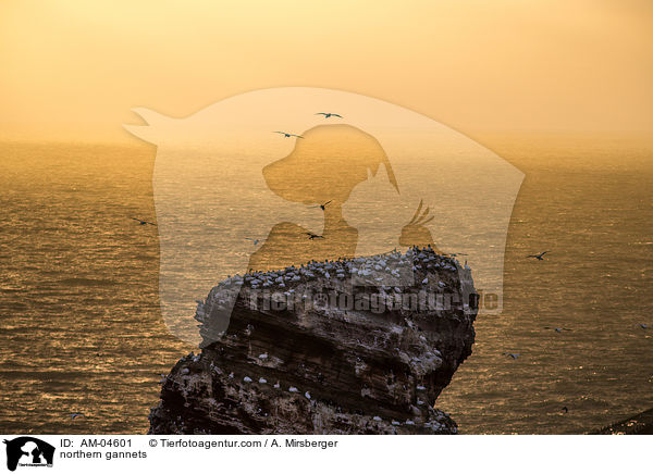 Basstlpel / northern gannets / AM-04601